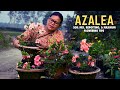 Azalea plant soil mix repotting and maximum flowering tips i pabitra garden