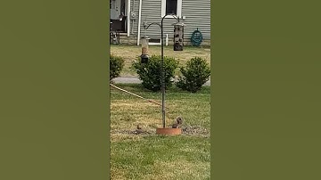 Squirrel Proof Bird Feeder with a Slinky: Squirrel and Dove dinner