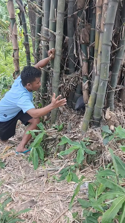menyelinap di tumpukan pohon bambu #foryou #vidioshorts