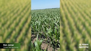 Sidedress Nitrogen: Is it Right for my Field?
