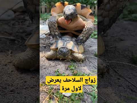 فيديو: صندوق الشرقية السلاحف