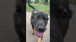 BEAUTIFUL German Shepherd Husky Mastiff Mix #shorts