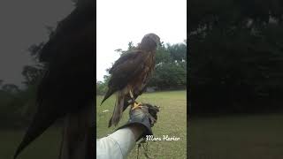 Download Lagu Elang Harier Amazing Skil ( Boomerang ) FTM #Harier #Harier MP3