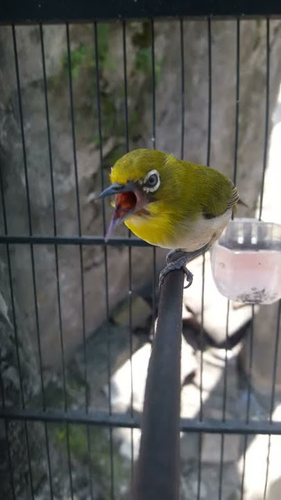 pleci monty ngalas