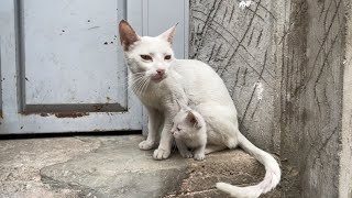 Cute mama cat protecting her friendly kitten.
