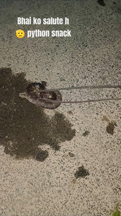 python snack in Village 🐍🐍🐍🐍#snacks #animals #shorts #street#forest ...