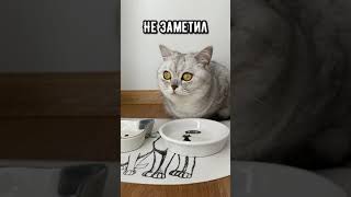 Смешные коты - майя 😺#кошка #смешныевидео #смешныекоты