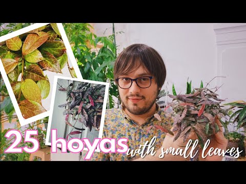 Video: Small-leaved Saw