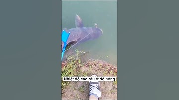 Cách Câu Cá Mè Hiệu Quả: Nên Câu Ở Độ Sâu Nông?  #cauca #fishing #damecauca