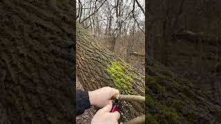 Срезать ветку для рогатки ☄️ #выживание #природа #лес