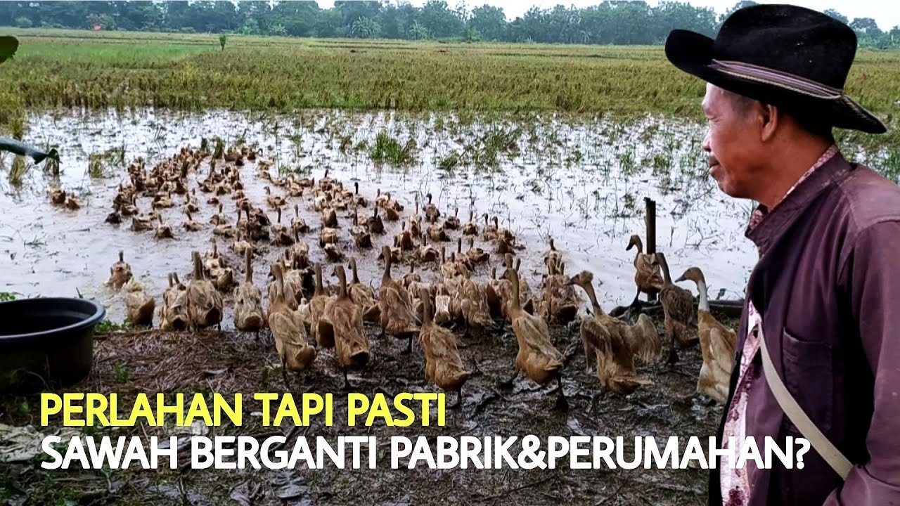 Mengoptimalkan Pendapatan Adsense dengan Konten Angon Bebek: Panduan Lengkap dari Pemilihan Niche hingga Monetisasi
