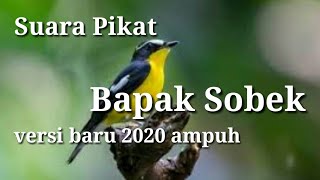 suara pikat Bapak sobek versi terbaru 2020