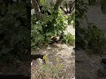 ديكي يطلب من قطي العجوز المغادرة فورررررررا My Cocky Cock Telling My Old Cat To Leave ديكي يطلب من قطي العجوز المغادرة فورررررررا My Cocky Cock Telling My Old Cat To Leave