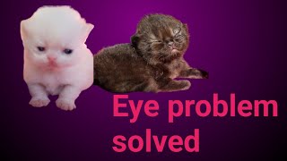 കണ്ണിൽ പീള (പഴുപ്പ് ) വന്ന് അടയുന്ന പ്രശ്നം പരിഹരിക്കാം /kitten eye problems solution by Ponnu & Friends 76 views 1 year ago 3 minutes, 49 seconds