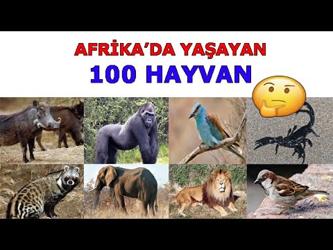 Afrika’da Yaşayan 100 Hayvan