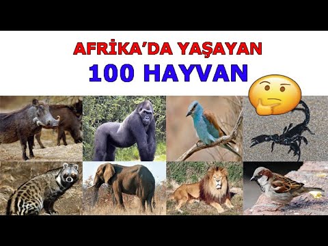 Video: Afrika'da Hangi Hayvanlar Bulunur