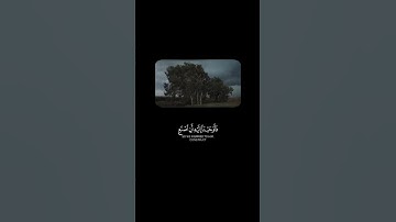 سورة المؤمنون : الآية 27