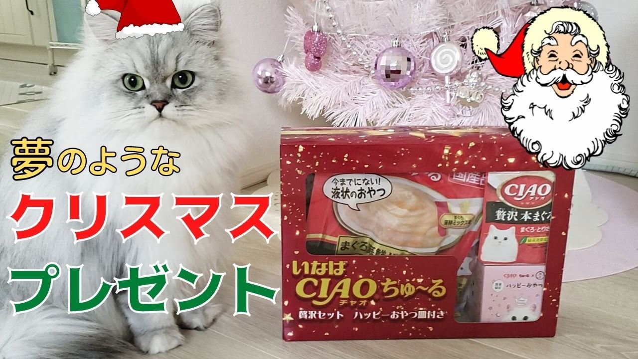 うるうるお目々の猫ちゃん　クリスマス⑩ クリスマスプレゼントにチュールを山ほどあげてみた【猫動画】 - YouTube