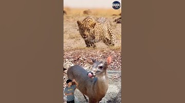 MENEGANGKAN! ANAK RUSA SEDANG DIINTAI MACAN TUTUL #animals #leopard #deer #shorts