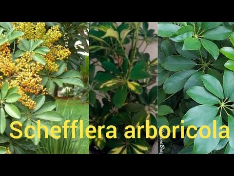 Vídeo: Plantas de Schefflera em flor: como são as flores de Schefflera