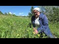 Астрагал шерстистоцветковый в Одесской области. Лечебные травы.