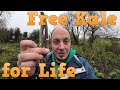 Free kale plants forever   how to start cuttings