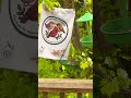 Cute Little Chipmunk 🐿️ eating my bird seed