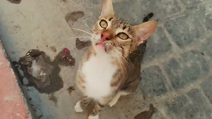 Video 3115011: cat shaded, cute black cat, cat cute beautiful, cute kitten, funny cat, baby cats, kitty