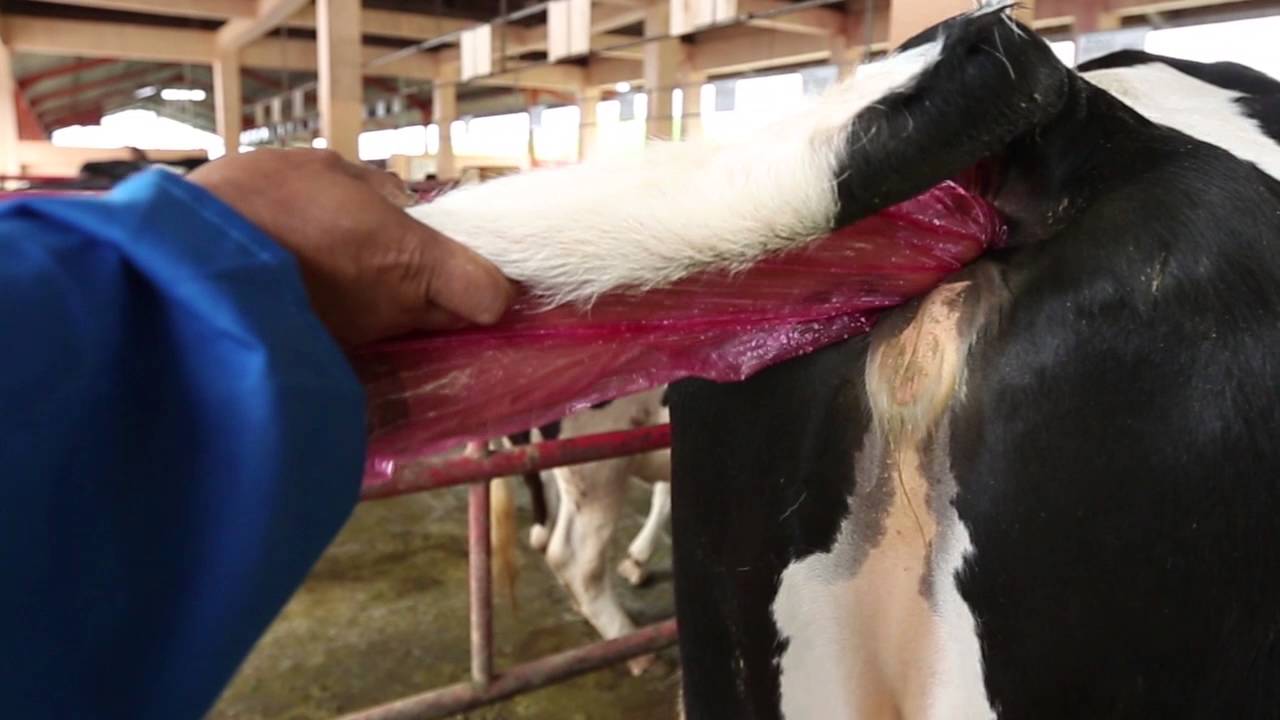 Download 780 Gambar Embrio Sapi Terbaru HD Download 780 Gambar Embrio Sapi Terbaru HD