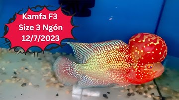 Cá La Hán Kamfa F3 Size 3 Ngón ( Có thể làm giống ) 12/7/2023