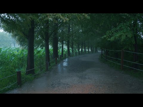 [Yağmur Yürüyüşü] Yağmur Dökerken Metasequoia Orman Yolu, Yangpyeong Semiwon.