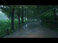 Rain walk route forestire de metasequoia sous la pluie battante yangpyeong semiwon