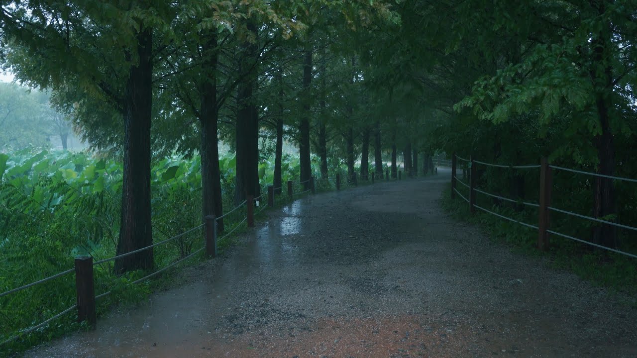 Rain Walk Route forestire de Metasequoia sous la pluie battante Yangpyeong Semiwon