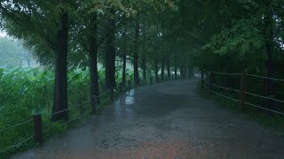 [Дождевая прогулка] Лесная дорога Метасеквойя под проливным дождем, Янпхён-Семивон.