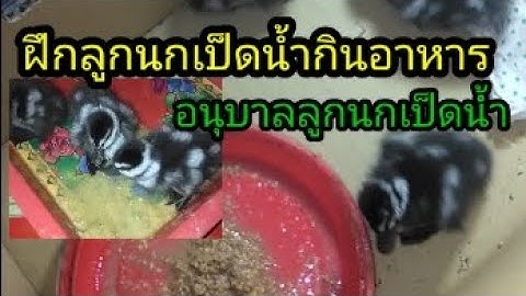 อนุบาลลูกนกเป็ด ฝึกให้กินอาหารเอง