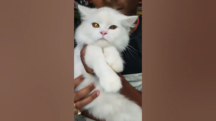 Watch the video about Odd eyes Persian cat 🐱 | white colour persian kitten #shortsfeed #shortfeed #shorts #shorts