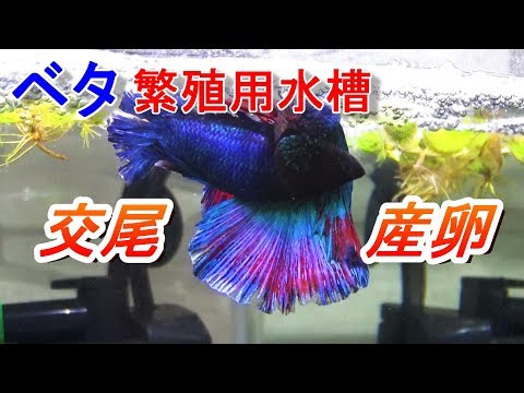 betta　ベタ 交尾・産卵　ｽｰﾊﾟｰﾃﾞﾙﾀﾃｰﾙ