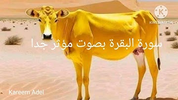 سورة البقرة تلاوة تريح القلب والعقل صوت مؤثر جدا تقشعر له الأبدان بدون اعلانات @@
