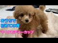 生後67日目！！極小マイクロティーカップの子犬を我が家に迎えた初めての夜！！【トイプードルのリオン】【マイクロティーカッププードル】【toy poodle】【犬】【dog】
