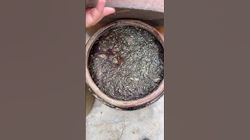 Nước mắm cá linh miền tây!!!