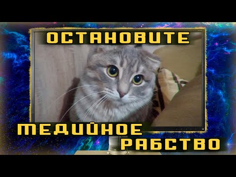 Видео: Остановите медийное рабство котов и кошек!