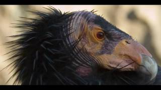 os 10 animais mais feio do mundo