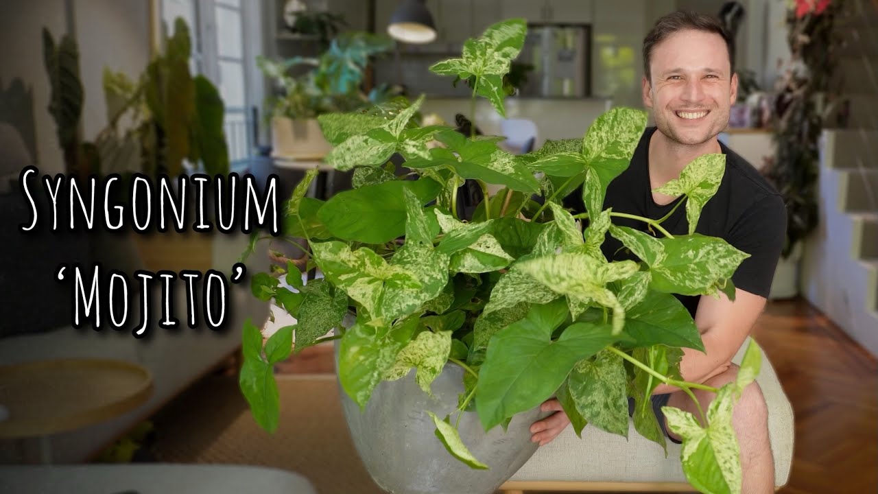 How I grew a lush pot of Syngonium