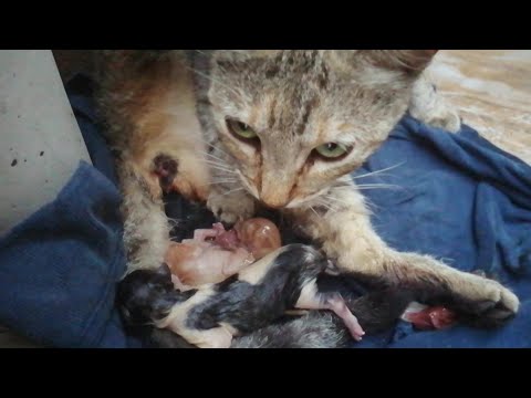 Video: Como Dan A Luz Los Gatos