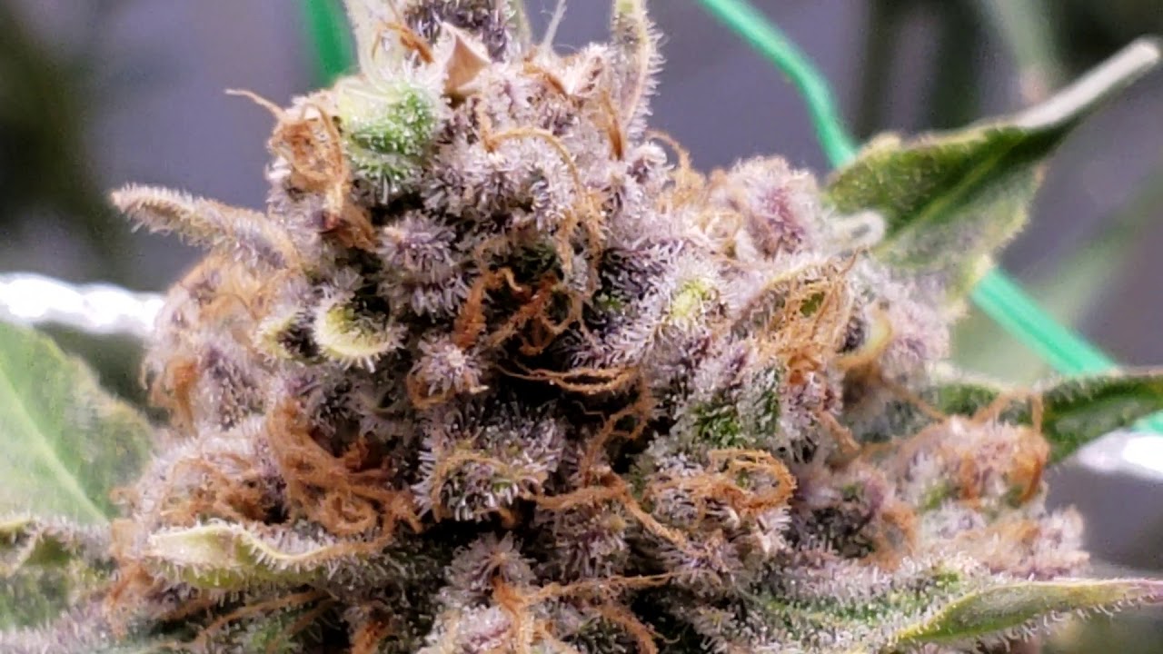 10 weeks of flower - Time to Harvest Slim600h & Optic6 Gen4 - Dimmable LEDs