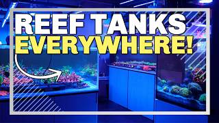 Why This 600+ Gallon Reef System Just Works