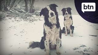 Frog Sniffer Dogs - Behind the News