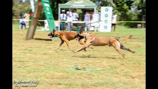 Dog race Belgian Malinois at there best by DogTv Uganda 800 views 3 months ago 1 minute, 1 second