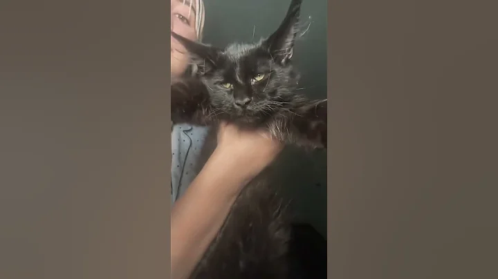 Watch the video about Black maine coon #miamikittens #mainecoon #kitten