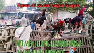 MENJELANG LEBARAN HARGA AYAM DI PASAR UDAH MULAI NAIK SEMOGA PARA TERNAK HASIL